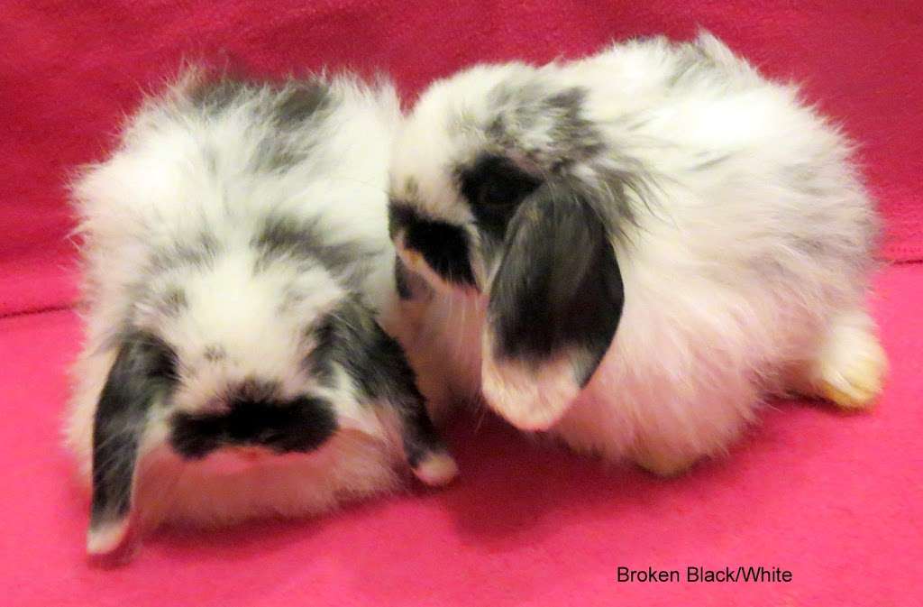 Sweet Dream Tiny Lop Rabbitry | 826 Green Valley Rd, Jackson, NJ 08527 | Phone: (732) 806-7370