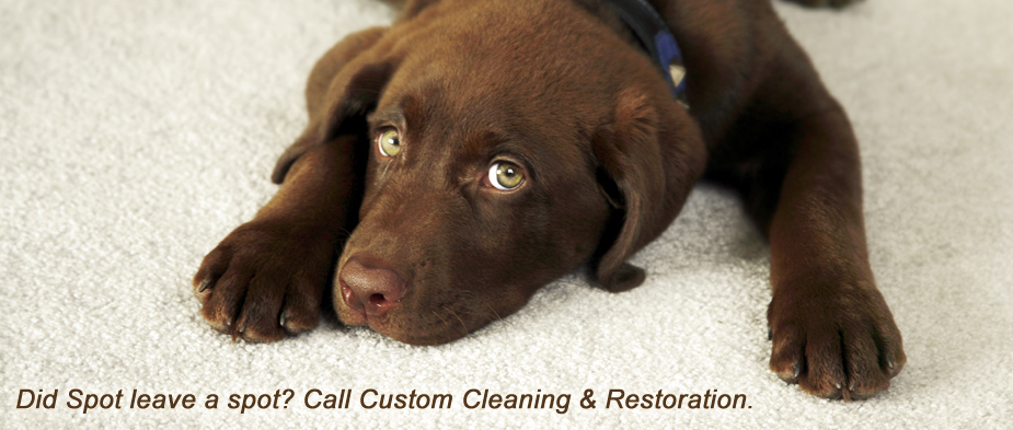 Custom Cleaning and Restoration | 105 Bush St #A, Valparaiso, IN 46383 | Phone: (219) 464-3638