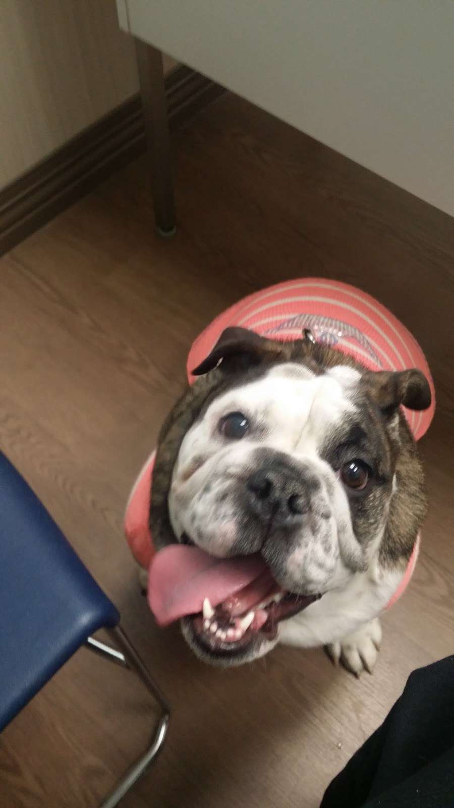 Countryside Pet Hospital | 1005 W 1st St, Conover, NC 28613, USA | Phone: (828) 465-7387