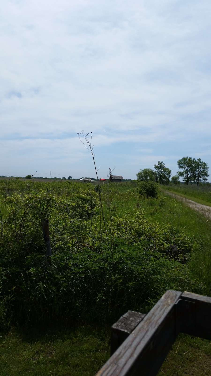 Goose Lake Prairie State Natural Area | County Rd 5000 E, Morris, IL 60450, USA