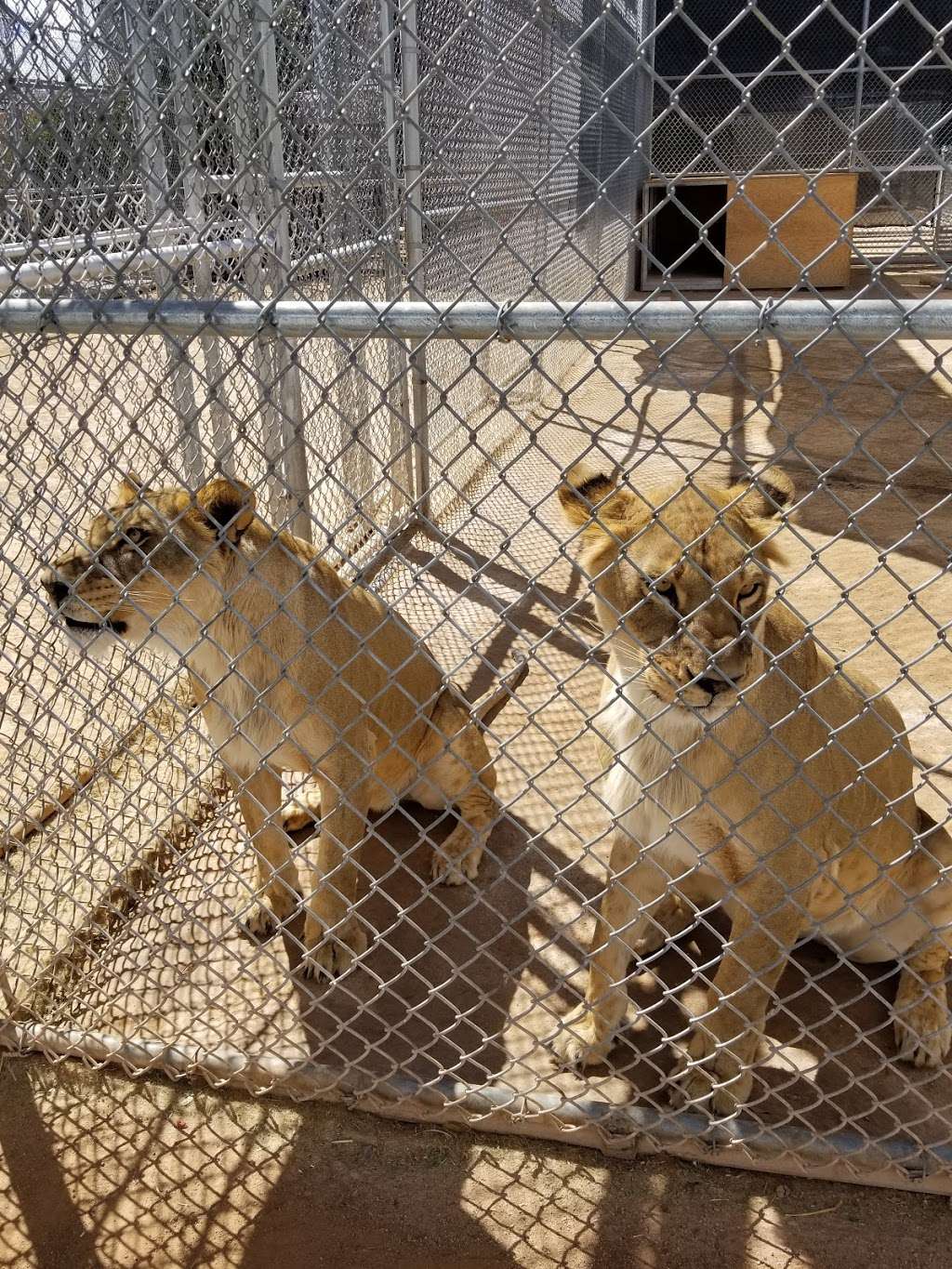 Lion Habitat Ranch | 382 Bruner Ave, Henderson, NV 89044 | Phone: (702) 595-6666