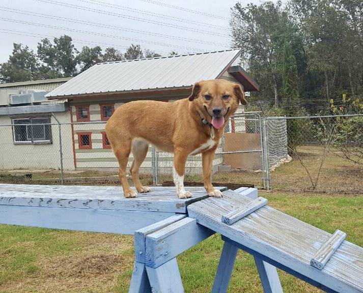 SkyBlue Kennels | 7509 FM 969, Austin, TX 78724, USA | Phone: (512) 928-2583