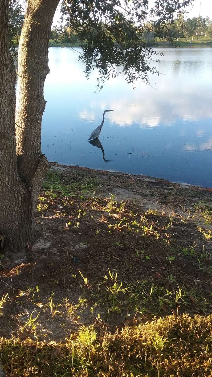 Buena Vista Bass Pond | Buena Vista Blvd, The Villages, FL 32162, USA