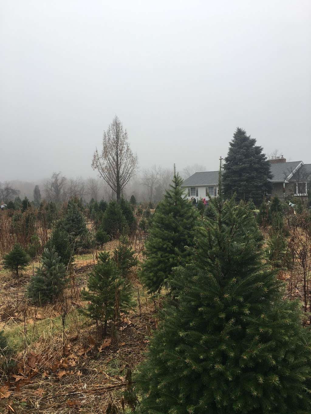 Spruce Goose Christmas Tree Farm 194 Bordentown Georgetown Rd Chesterfield Nj 08515 Usa