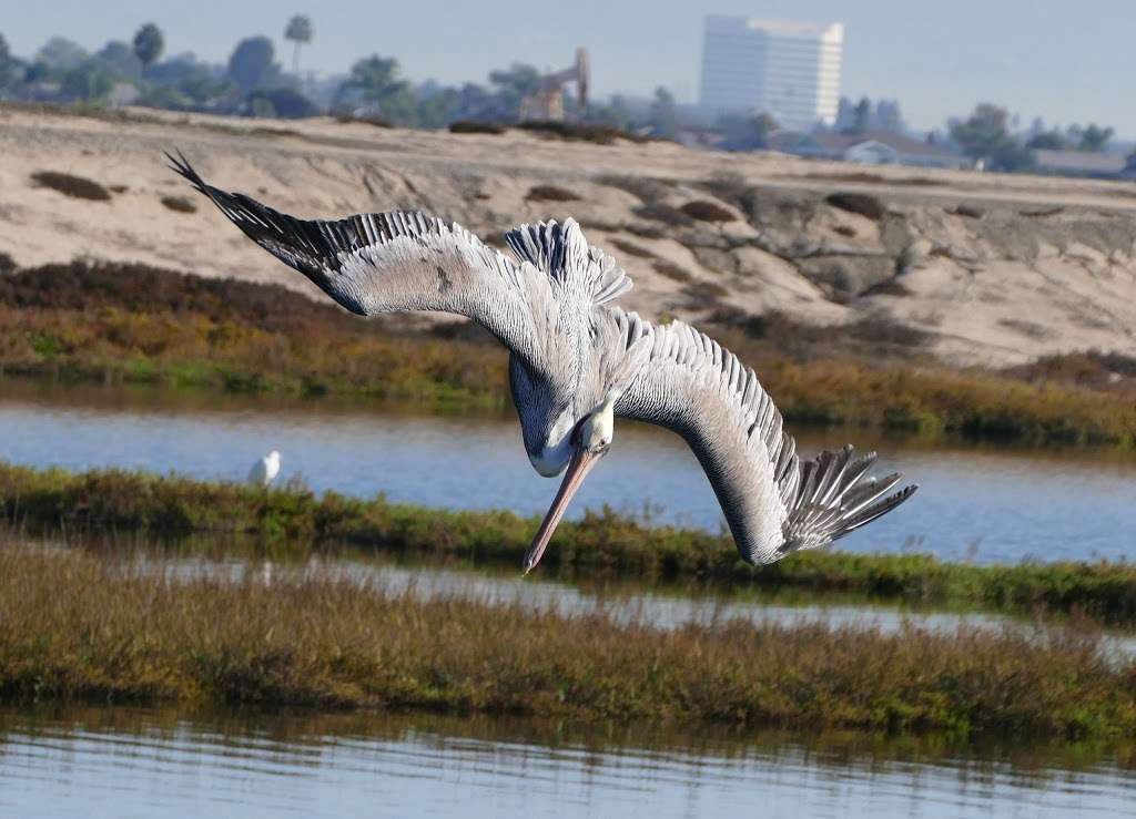 Bolsa Chica State Beach | 17851 Pacific Coast Hwy, Huntington Beach, CA 92649 | Phone: (714) 377-5691