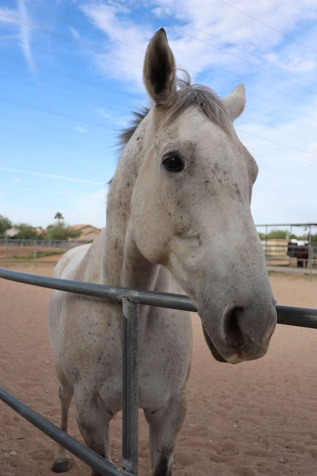 Grandons Equestrian Center | 9644 N 120th St, Scottsdale, AZ 85259, USA | Phone: (480) 860-8986