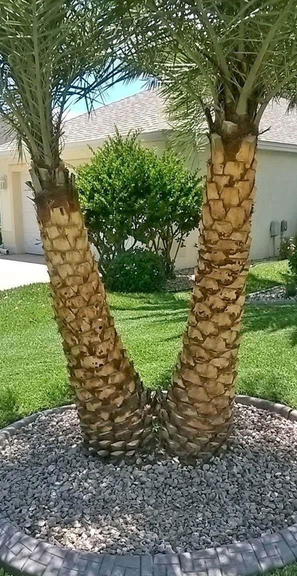 SMC LANDSCAPING SERVICES, LLC | 708 N Main St, Wildwood, FL 34785, USA | Phone: (352) 410-2891