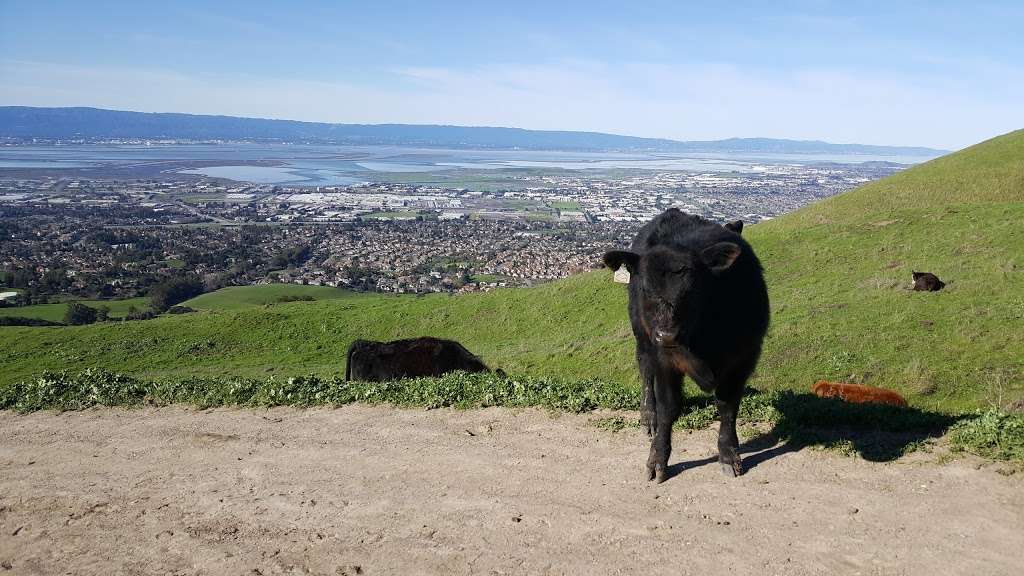 Ohlone Regional Wilderness Trail | 270 Stanford Ave, Fremont, CA 94539, USA | Phone: (510) 544-3246