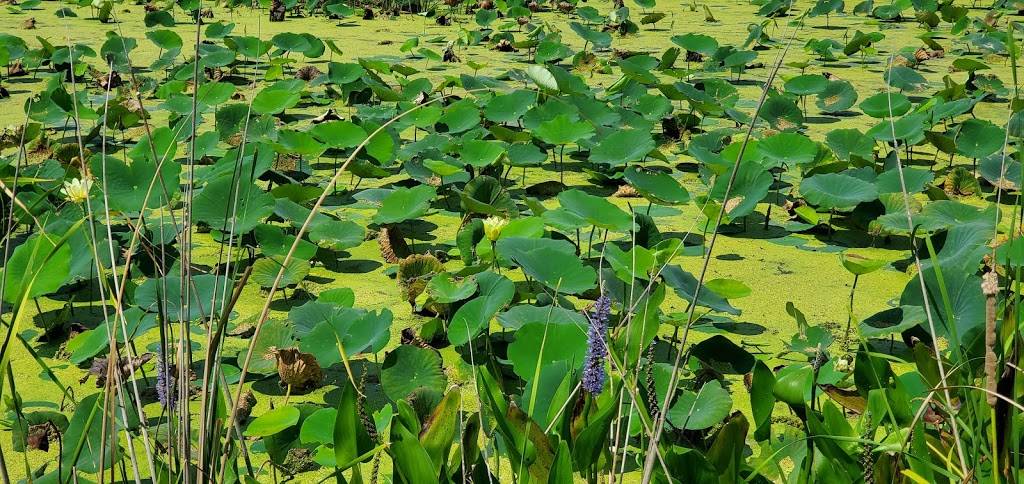 John Bunker Sands Wetland Center | 655 Martin Ln, Seagoville, TX 75159, USA | Phone: (972) 474-9100