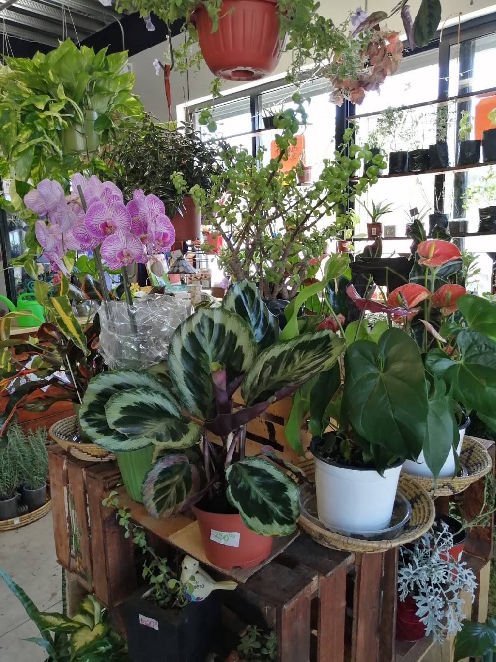 Flores Gea (Flores y Plantas) | Panamericana 9307, Panamericano, 22647 Tijuana, B.C., Mexico | Phone: 664 164 2662