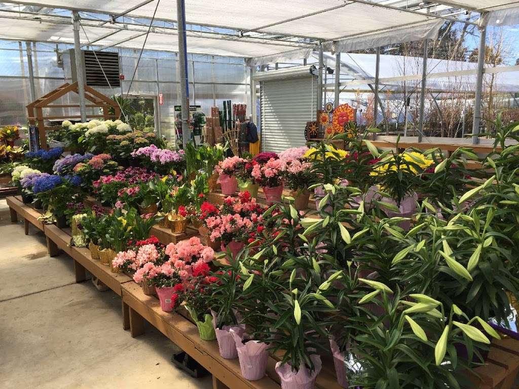 Zainos Nursery & Garden Center | 900 Jericho Turnpike, Westbury, NY 11590, USA | Phone: (516) 333-7097