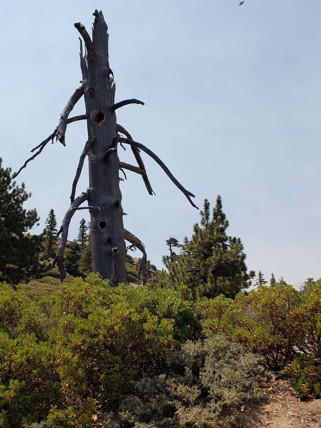 Keller Peak Fire Lookout | Keller Peak Rd, Big Bear, CA 92314, USA | Phone: (909) 382-2790