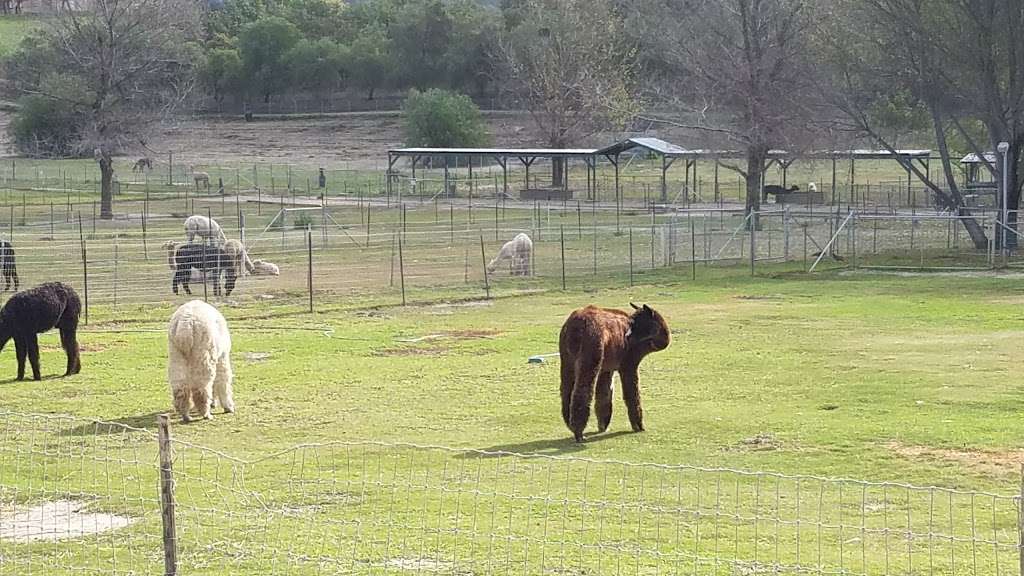 Alpacas at Windy Hill | 7660 Bradley Rd, Somis, CA 93066, USA | Phone: (805) 907-5162