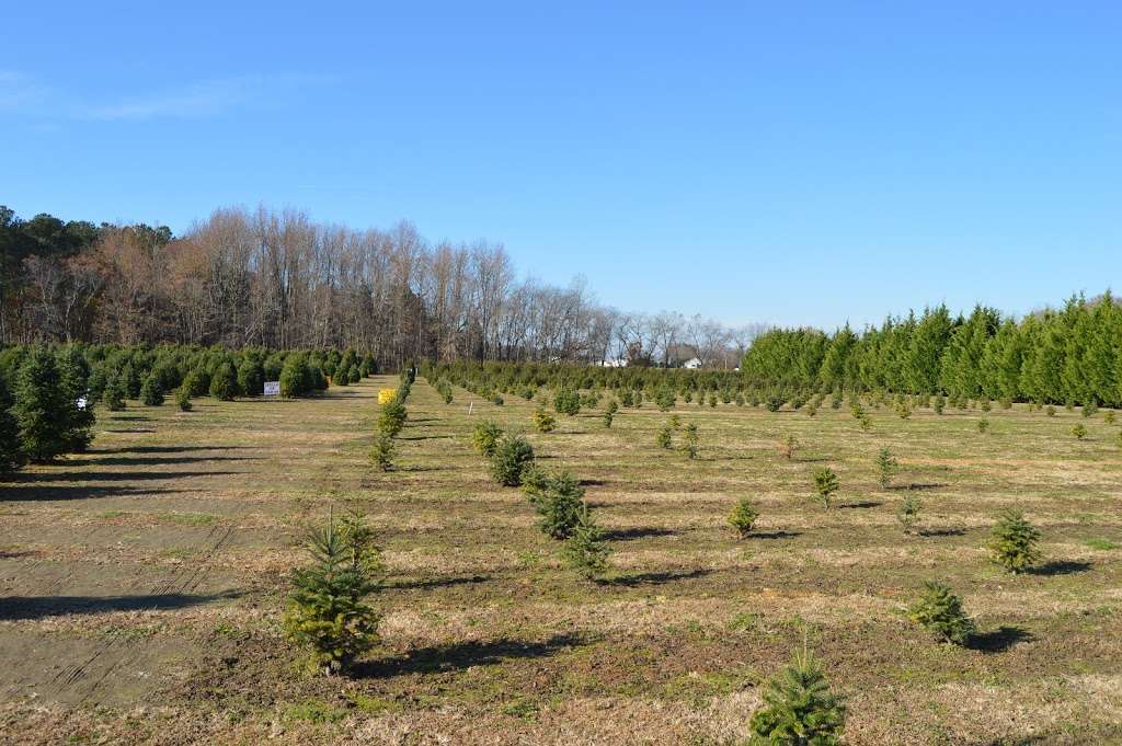 Dons Tree Farm - Christmas Hours, Call Ahead for Off Season Vis | 4504, 6396 Hickman Rd, Greenwood, DE 19950, USA | Phone: (302) 349-0555