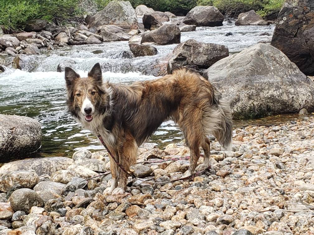 High Plains Sheltie and Border Collies | 10931 Redington Dr, Falcon, CO 80831, USA | Phone: (719) 622-0995