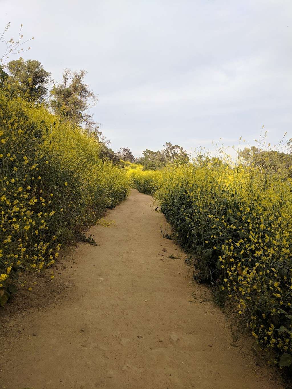 Marian Harlow Memorial Grove | Elysian Park Trail, Los Angeles, CA 90026, USA