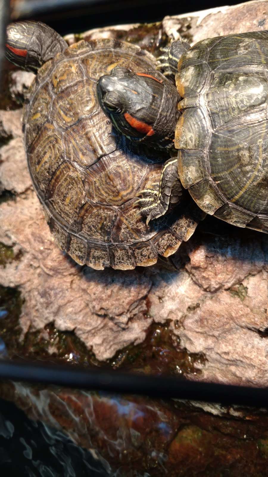 Petco | 2046 IL-50, Bourbonnais, IL 60914, USA | Phone: (815) 929-0245