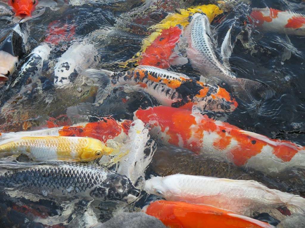 Hanover Koi Farms | 1332 Moulstown Rd N, Hanover, PA 17331, USA | Phone: (717) 637-1111