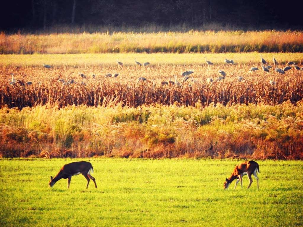 Sandhill Crane Observation Area | 5353 County Rd 1650 W, Medaryville, IN 47957, USA | Phone: (219) 843-4841