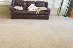 Horton Carpet Cleaning | 12424 S 37th Ct, Phoenix, AZ 85044, United States | Phone: (602) 300-5986