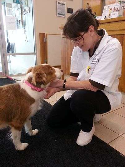 Zionsville Country Vet Clinic | 6971 Central Boulevard, Zionsville, IN 46077, USA | Phone: (317) 769-7387