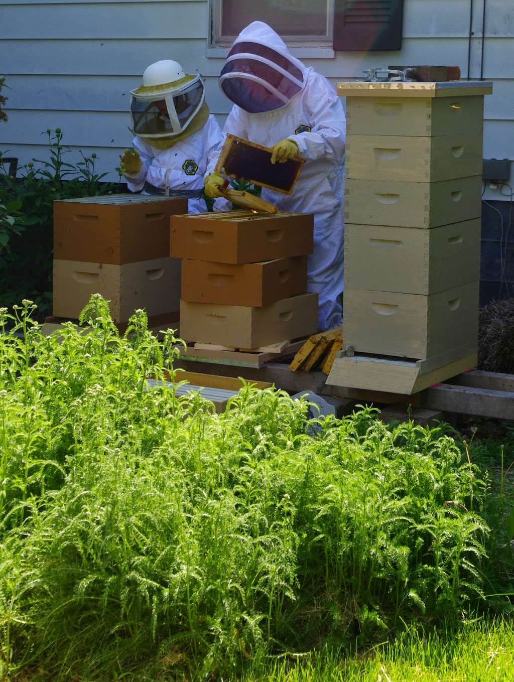 Golden Thread Apiary, LLC | 515 Mason St, Chenoa, IL 61726, USA | Phone: (309) 444-6030