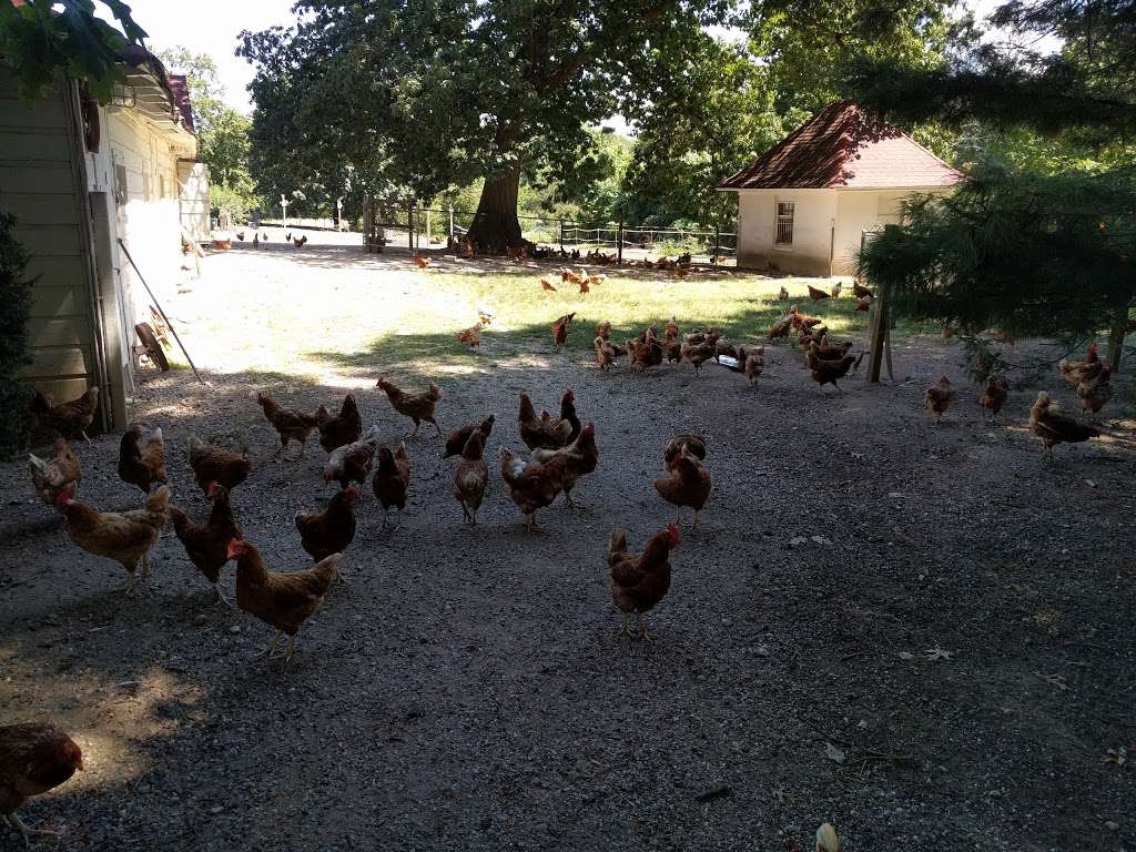 Armstrong Farm of Lattingtown | 20 Peacock Ln, Locust Valley, NY 11560 | Phone: (516) 671-1386