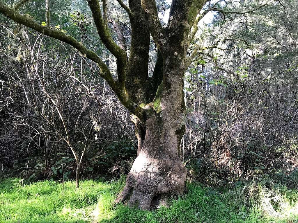 Sky Campground | Point Reyes Station, CA 94956