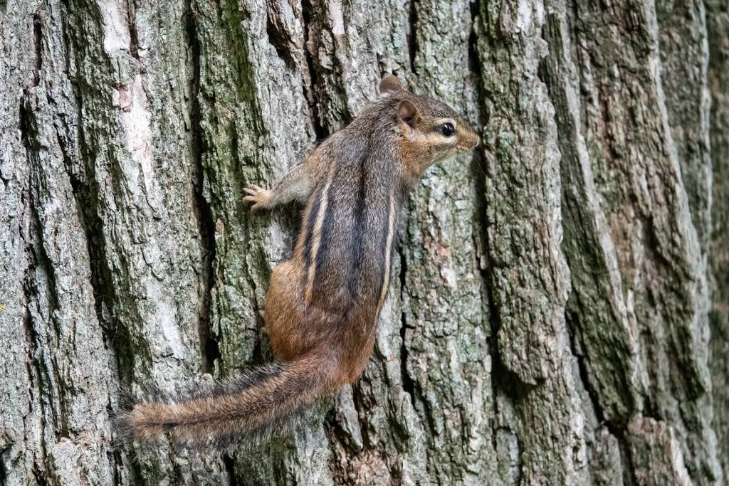 UW-Madison Lakeshore Nature Preserve | 2000 University Bay Dr, Madison, WI 53705, USA | Phone: (608) 265-9275