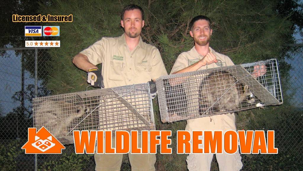 Toledo Wildlife Removal Pro | 1028 Central Ave #108, Toledo, OH 43610, USA | Phone: (419) 775-4945