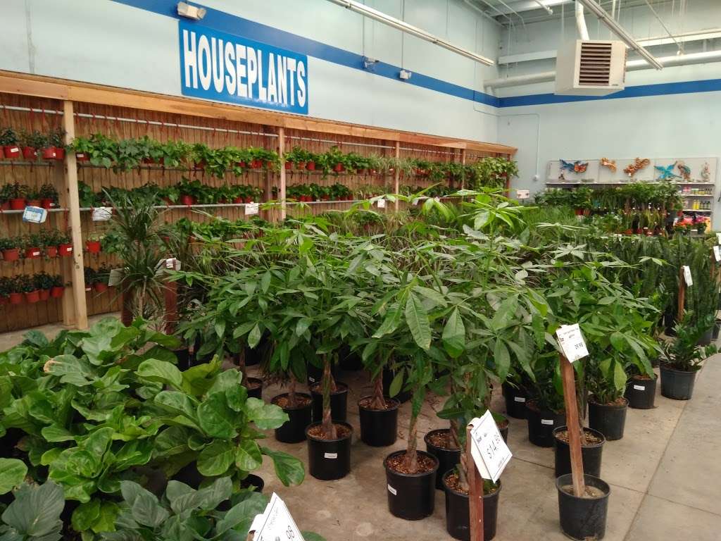 Star Nursery Inc | 7581, 5380 Blue Diamond Rd, Las Vegas, NV 89139, USA | Phone: (702) 444-7827