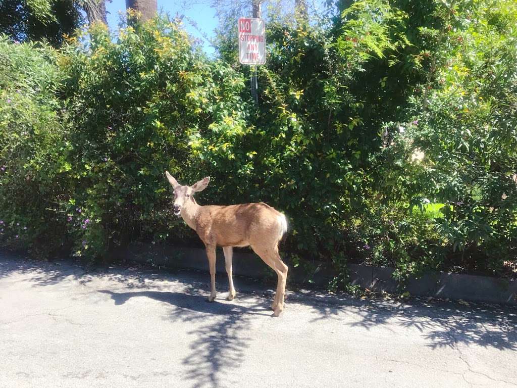 Parking lot for Monrovia Waterfalls | N Canyon Blvd, Monrovia, CA 91016