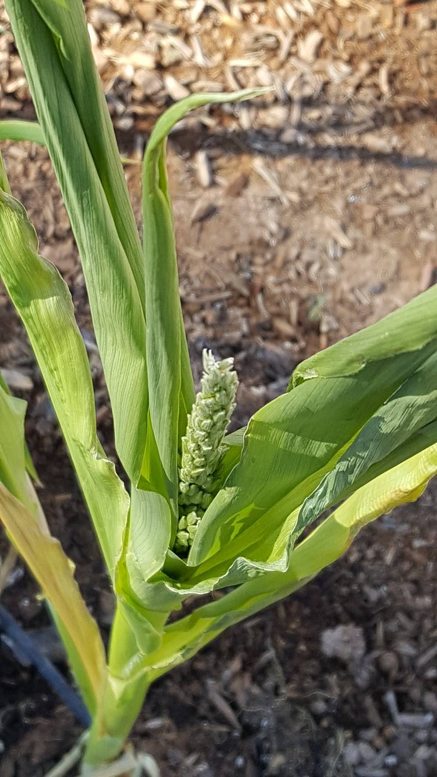 Agritopia Community Gardens | 2920 E Valencia St, Gilbert, AZ 85296, USA | Phone: (480) 988-1238