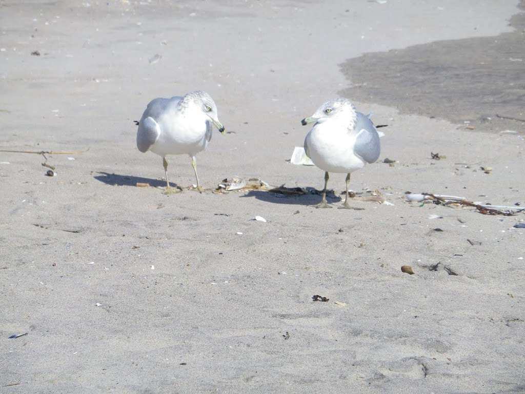 Brighton Beach | 201-299 Riegelmann Boardwalk, Brooklyn, NY 11235, USA