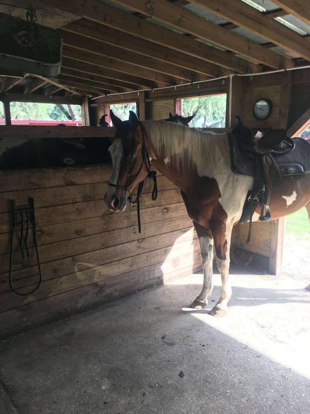 Lazy H Ranch Trail Rides | 2120 Macy Island Rd, Kissimmee, FL 34744, USA | Phone: (407) 414-3113