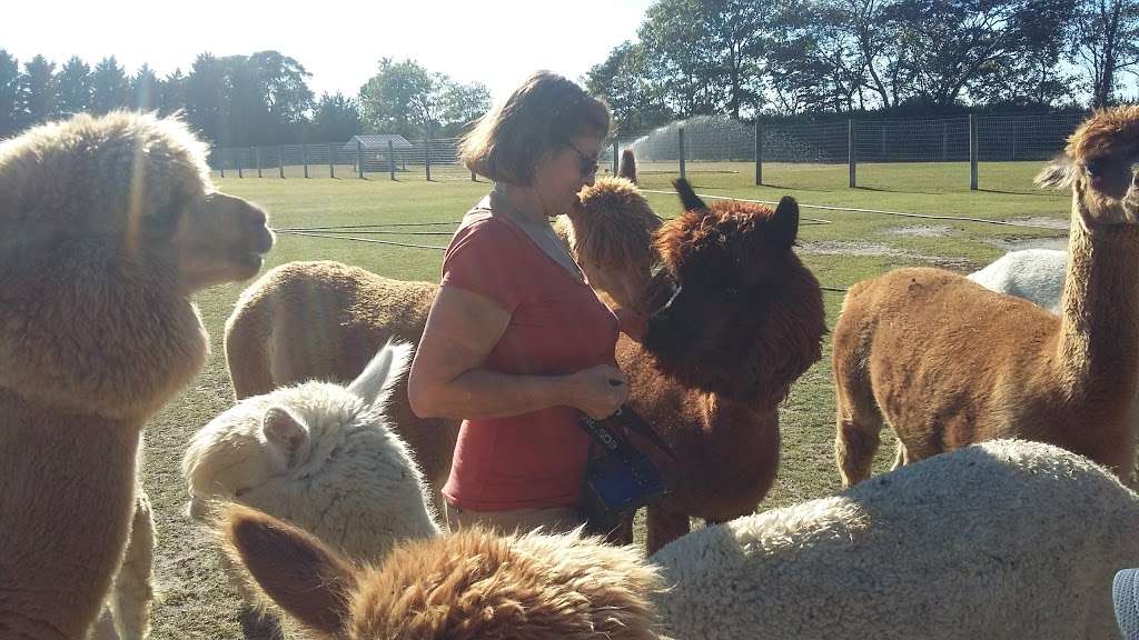 Silver Fox Farm Alpacas | 714 W Herschel St, Egg Harbor City, NJ 08215, USA