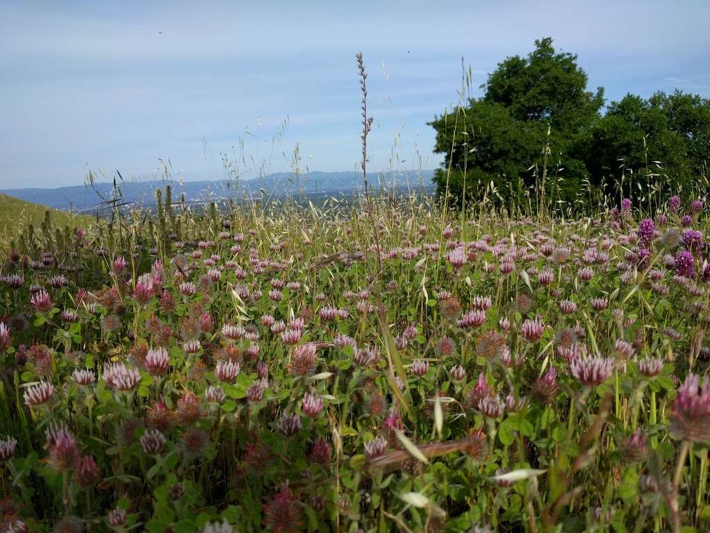 Fremont Older Open Space Preserve | Cupertino, CA 95014 | Phone: (650) 691-1200