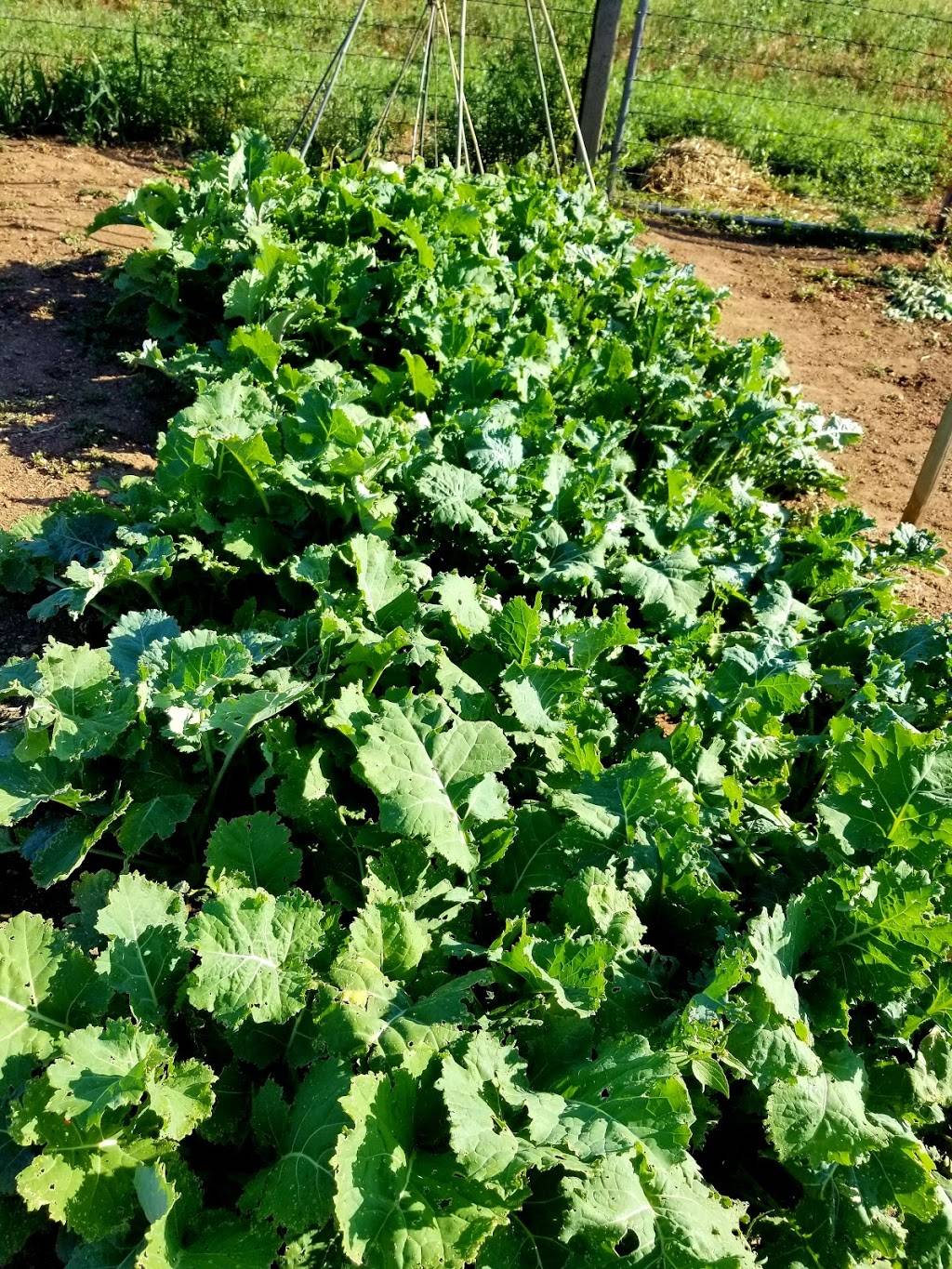 Charmaine Nymann Community Garden at Bear Creek Regional Park | Creek Crossing St, Colorado Springs, CO 80905 | Phone: (719) 634-4433