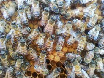 Bee Specialist | 27641 Bouquet Canyon Rd, Santa Clarita, CA 91321, USA | Phone: (661) 260-2221