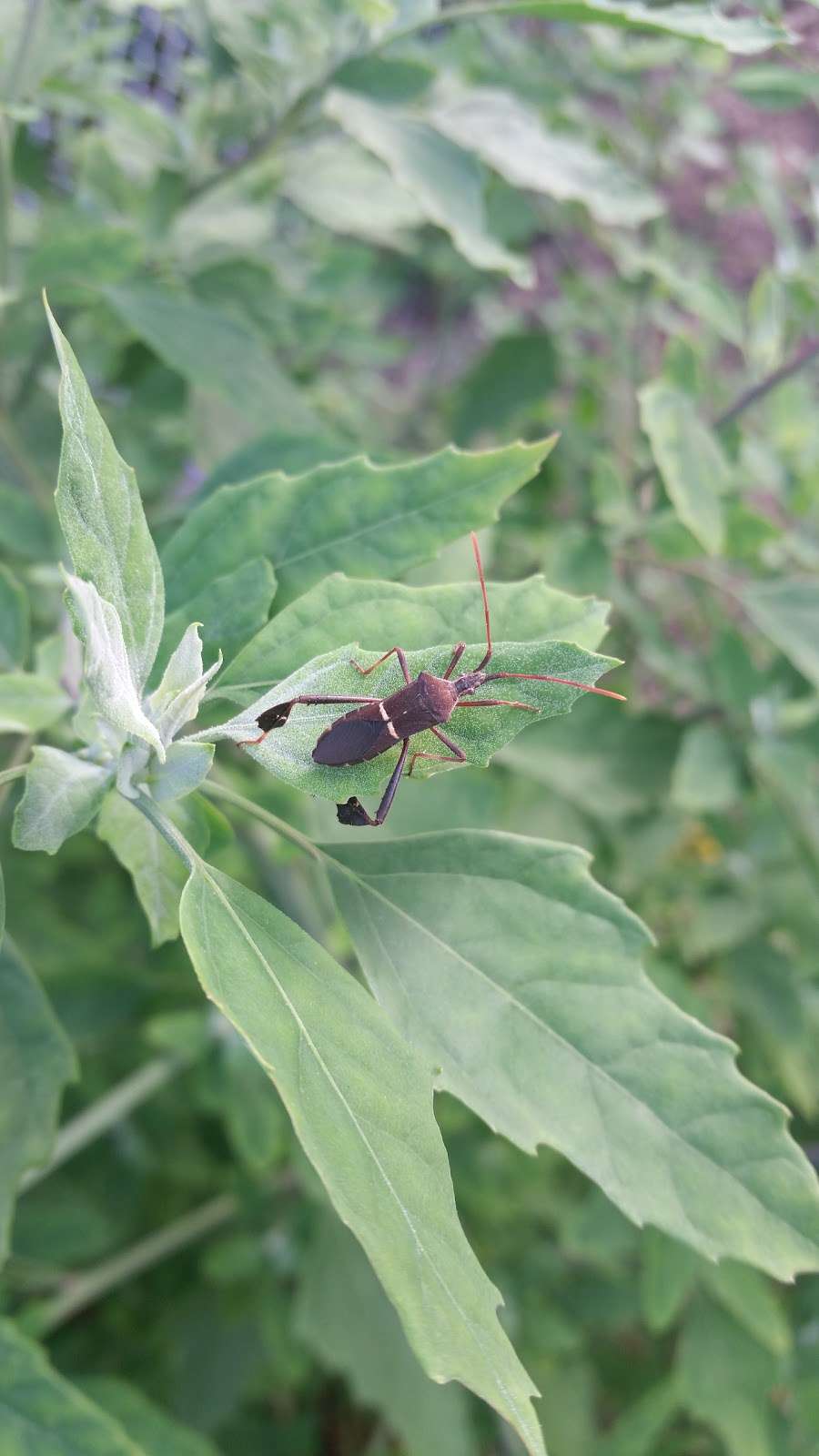 Urban Intertribal Center Garden | 1329-1387 Record Crossing Rd, Dallas, TX 75235, USA