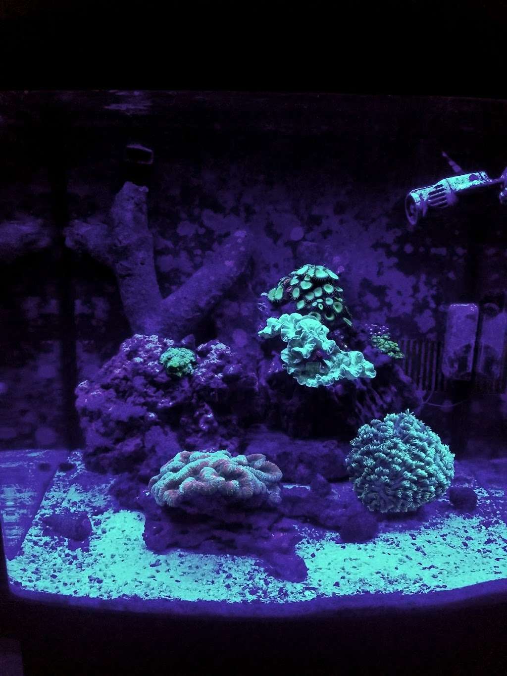 AquaPro Aquariums | 4746 Chisholm Hollow Ct, Fresno, TX 77545, USA | Phone: (281) 845-4270