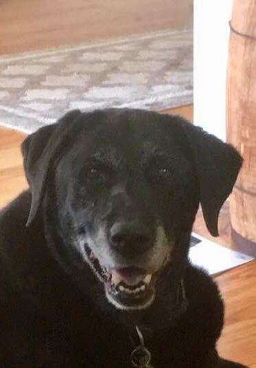 East Orange Animal Hospital | 152 Central Ave, East Orange, NJ 07018, USA | Phone: (973) 676-7799