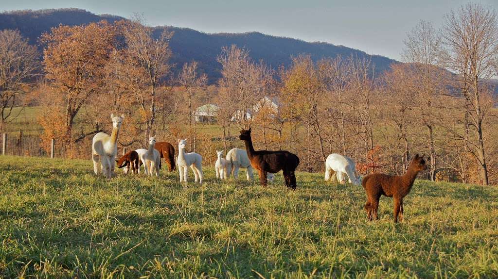 Long Acres Alpaca Farm | 9703 Blue Spring Rd, Mercersburg, PA 17236, USA | Phone: (717) 491-0036