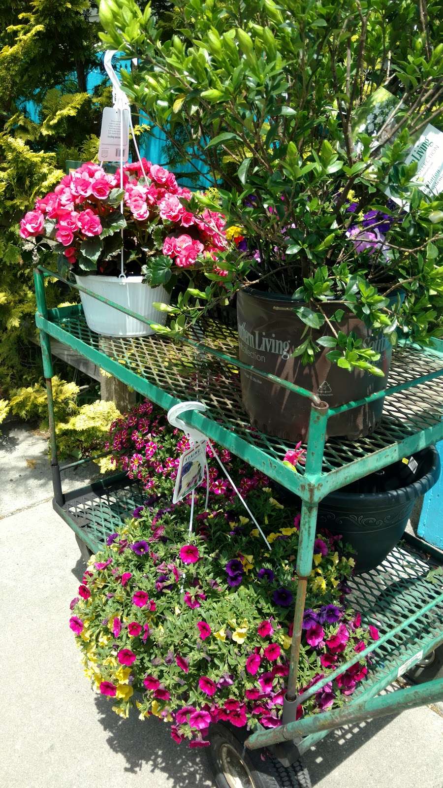 seagrove garden center | 2661 N Route 9, Ocean View, NJ 08230 | Phone: (609) 624-3540