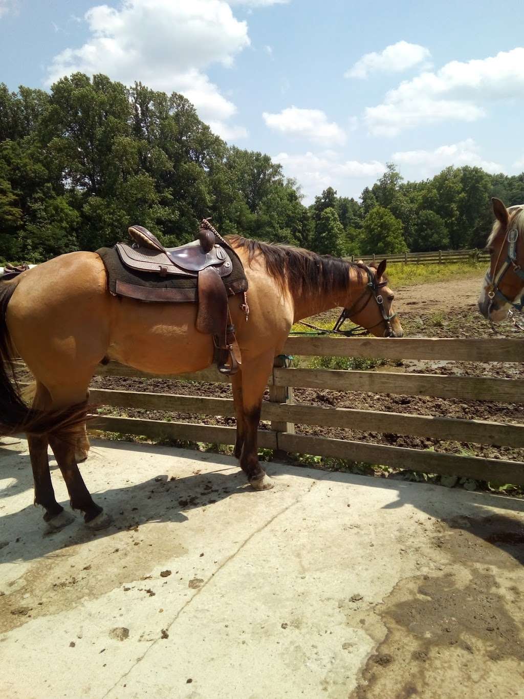 McCormicks Creek State Park Saddle Barn | 250 McCormick Creek Park Rd, Spencer, IN 47460, USA | Phone: (812) 829-8848