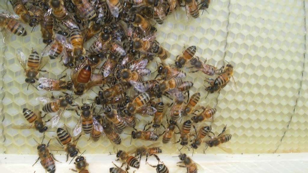 The Bee Wrangler | 415 County Rd 949E, Alvin, TX 77511, USA | Phone: (832) 248-8313