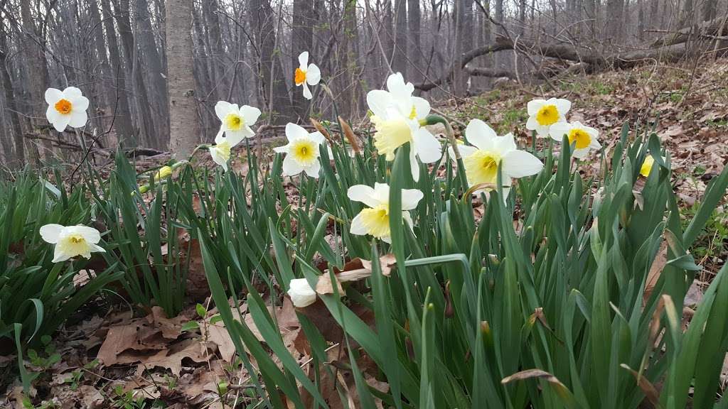 Richmond Parkway | Tillman St, Staten Island, NY 10314, USA