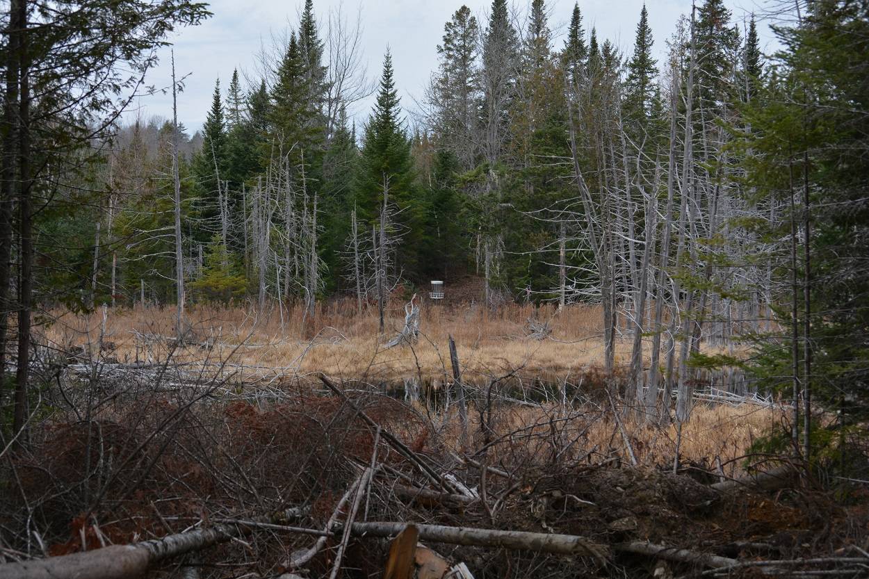 Shady Ridge Disc Golf | 270 Foster Rd, Littleton, ME 04730, United States | Phone: (207) 694-0116
