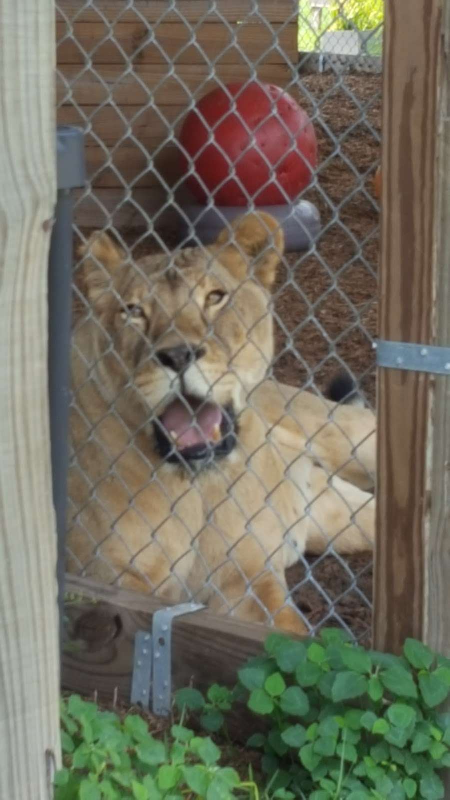 Central Florida Animal Reserve (www.cflar.org) | 500 Broussard Rd, St Cloud, FL 34773, USA | Phone: (321) 637-0110