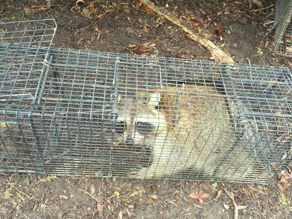 Humane Raccoon Removal Raleigh | 3822 Airport Rd, Morrisville, NC 27560, USA | Phone: (919) 415-0615